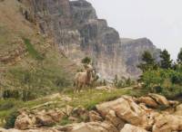 Mountain sheep